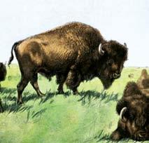 Picture Glossary buffalo (BUHF-uh-loh): An animal with thick fur and heavy horns,