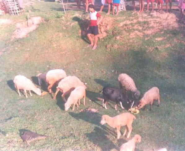 youths. We also started our goat and sheep rearing centre in the school complex with aim that the children would remain familiar with this kind of activities and help their families in this work.