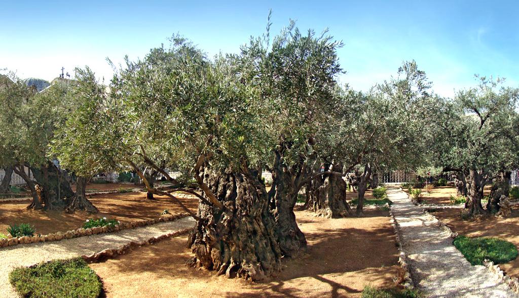 Dinner & Overnight in Jerusalem Gethsemane Located at the foot of the Mount of Olives, below the City walls which in Gospel days was probably a private garden with olive oil production