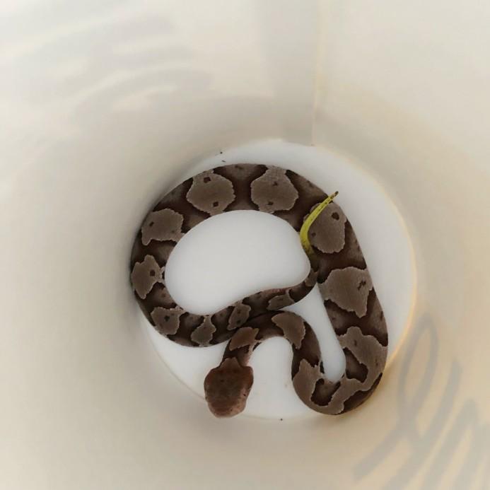 In the photo the tiny snake is in the bottom of a Hardee s medium drink cup. It is approximately 8 long. It likely came in under a door.