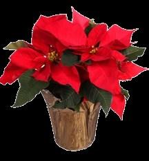 Order a POINSETTIA PLANT in honor or
