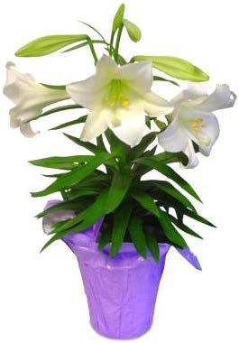 Options for this year: White Easter Lily $8 Pink Asiatic Lily $7