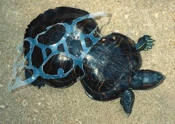 The Trouble with Plastic is Animals don t understand what it is so they get tangled up in it Or they eat plastic and it makes them sick.