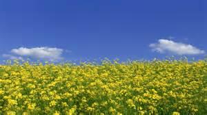 The thing about the mustard seed/plant/bush/tree is this - have you ever noticed all those mustard plants that grow wild on the hillsides along many freeways?