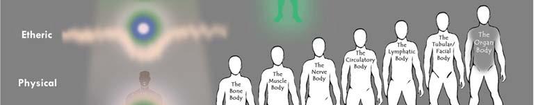 This physical body has seven working components, shown in the diagram on the next page.