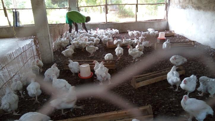 THE FRANKIE-SMITH AGRIC PROJECT The broilers up and growing in lower picture We have not reported on our