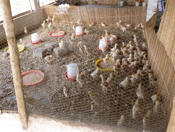 We began with 200 chickens. 100 were layers and 100 were broilers.