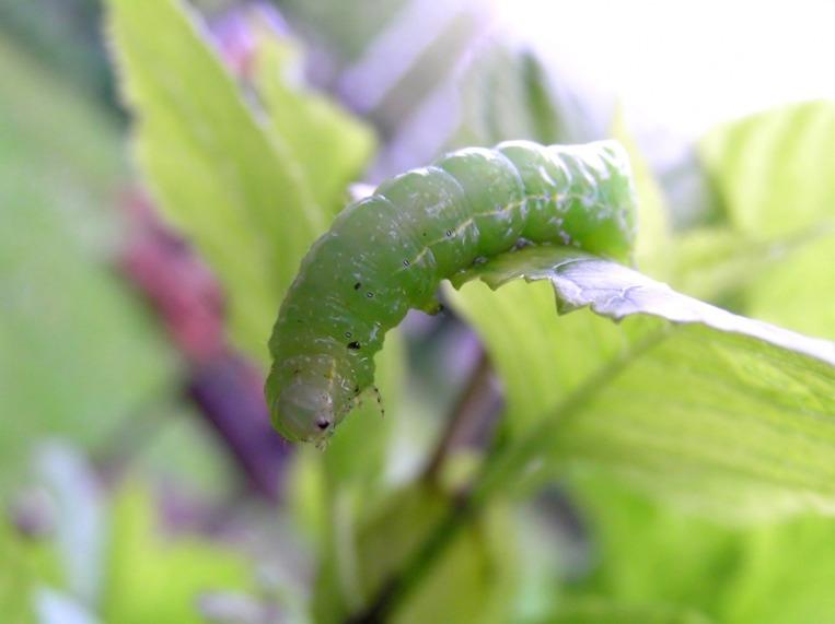 A metaphor: the caterpillar