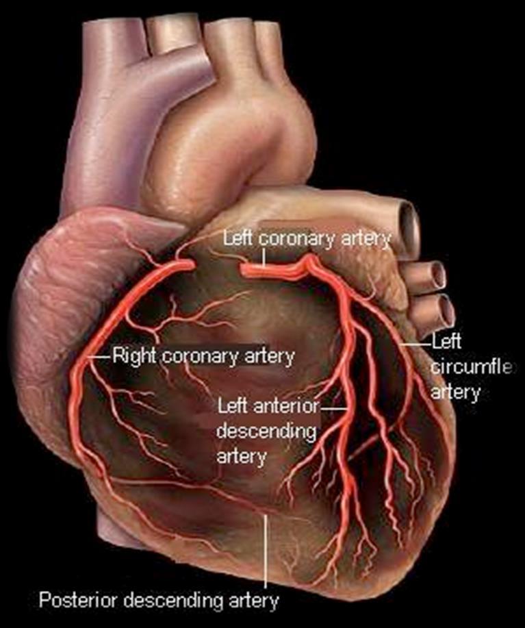 The Bible and Cardiology (Impact of