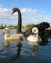 All swans are white Cygnus olor (Gmelin,