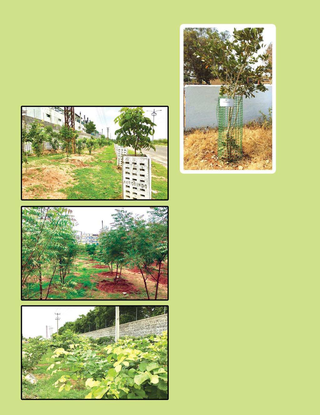 Environmental Sustainability Plantation rate gradually decreased with the daily growing constructions.
