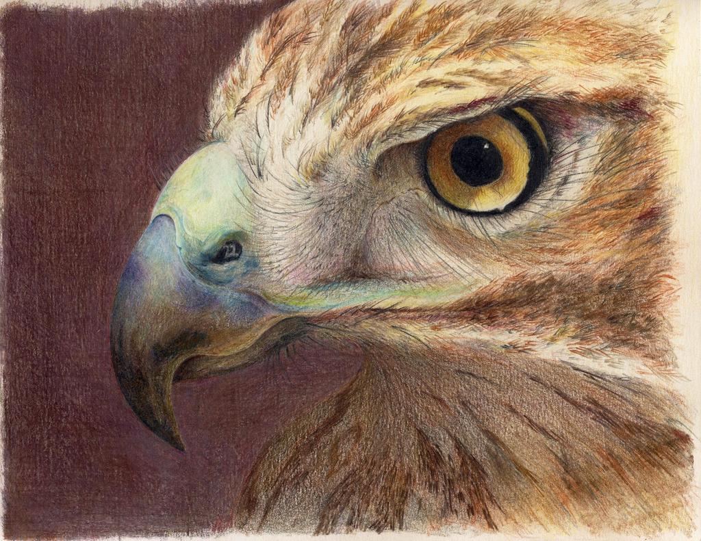 Red-Tailed Hawk Color pencil drawing - Deb Wachs Also specializing in custom quilts.