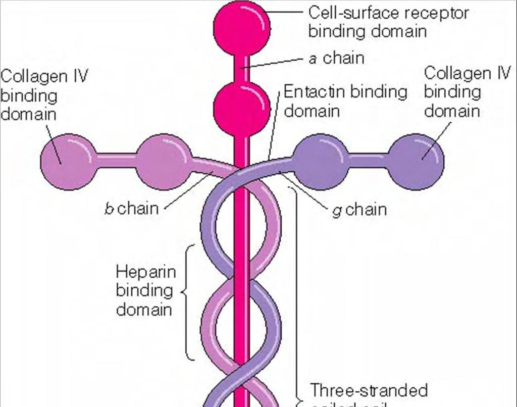Laminin is the molecular glue (a protein) that holds us together, cell to cell.
