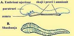 Figura 1: Vizatimet ilustrojnë ngjashmëritë midis shushunjës dhe embrionit njerëzor në fazën alek.