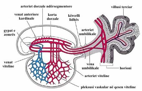 Figura 4: Diagrami i sistemit primitiv kardiovaskular në embrion gjatë fazës alek.