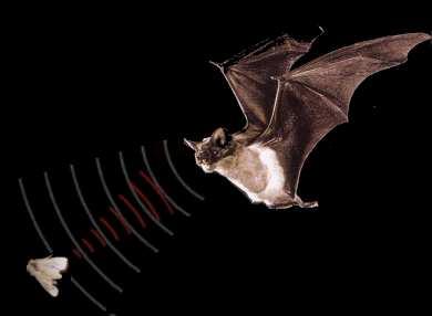 SUMMARY OF THE PAPER Bats are mammals. Most people agree they have experiences they are conscious. But, their consciousness is alien to us: They see by sonar.