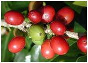 such as caffine, tannin and polyphenols in large quantities.