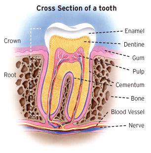 Science Revision Teeth A tooth is basically made up of two parts: the crown and the root.