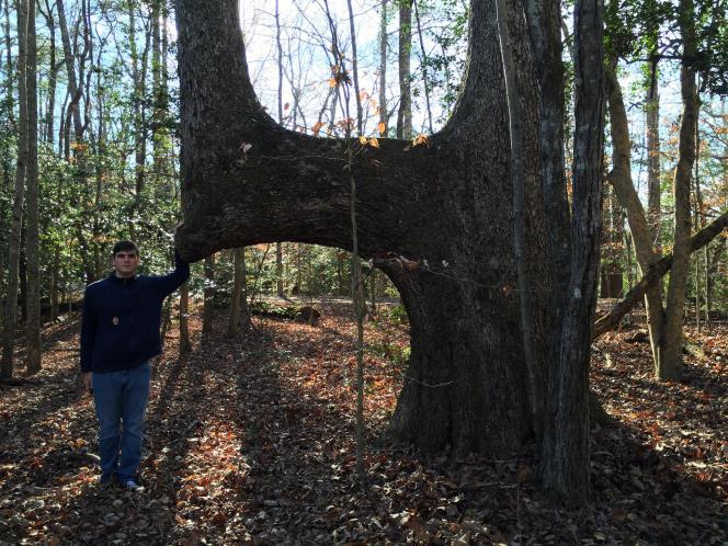 The first tree in VA was sent in by Sandy. One of our researchers, Jo Freeman, did more research on the tree.