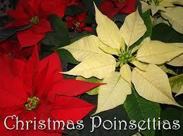 If you would like to order a poinsettia to decorate the sanctuary for the Christmas season, please see Connie Chainey.