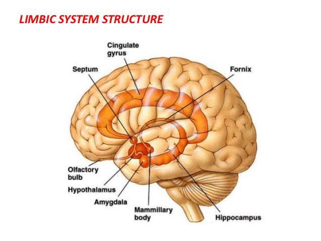 Human Brain as seen
