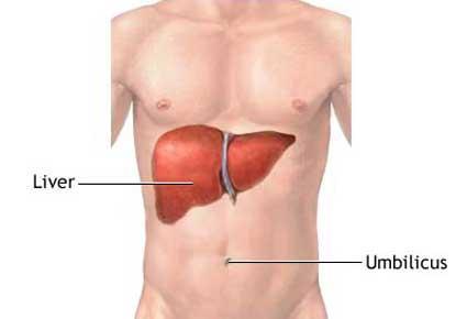 Position of Liver In the Human Body Liver disorders are of two types i.e. slow or inactive liver (in a left sided emotional person) this leads to allergies; Overactive liver disorders in a Right sided person.