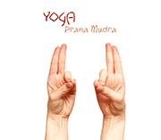 Prithvi Mudra or the Mudra of Earth In this Mudra, the tips of the thumb and the ring finger are touched together. The other fingers are kept straight. A.