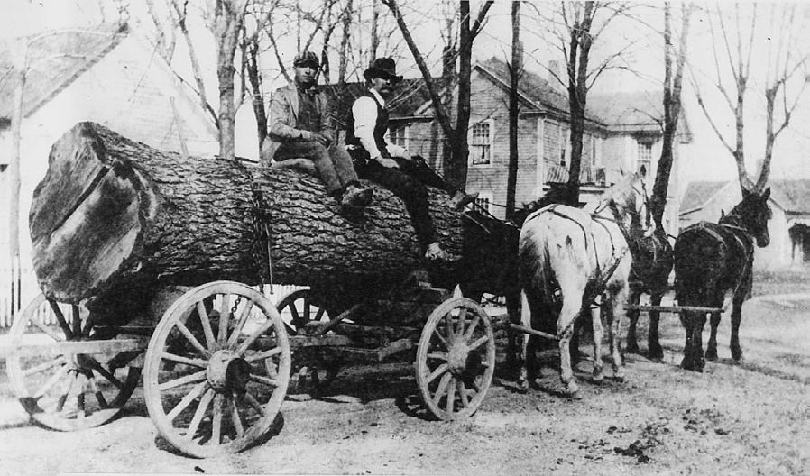 21. O. F. Nichols (right) hauling a black walnut log at Hallsville, Mo.