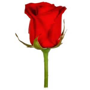 SHANNON LIONS ROSE DAY APRIL 8TH You must know Someone who would be thrilled to receive a dozen