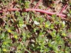 3 4. EATING PURSLANE Although purslane is considered a weed in some places, it can be eaten as a leaf vegetable. It has a slightly sour and salty taste and is eaten throughout much of Europe and Asia.
