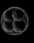authority on modern embryology through a unique