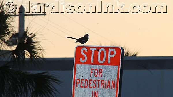 Tri-County Area journalist covers ULA launch thanks to NASA A mockingbird, the Florida state bird, sits atop a sign in the parking lot of the Astronaut Training