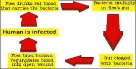 BLACK DEATH (1340s to late 1600s) Deadly disease that was thought to be carried from