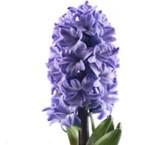 Easter Plant Order I (We) Would like to purchase Easter Lily Tulips Hyacinth Daffodils