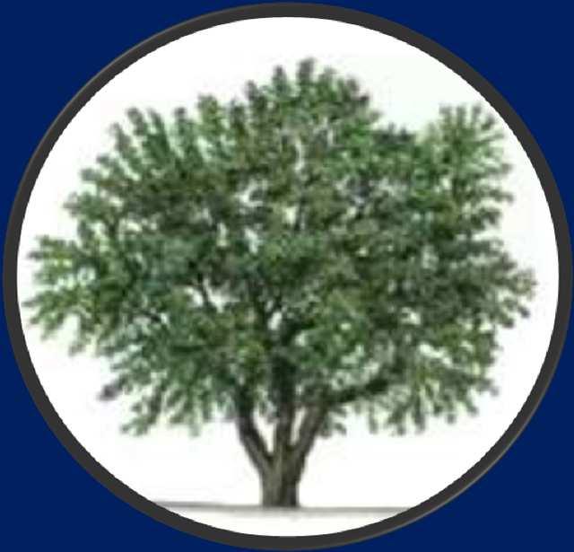 C. Olive Tree (Rom 11:16-24) 1.