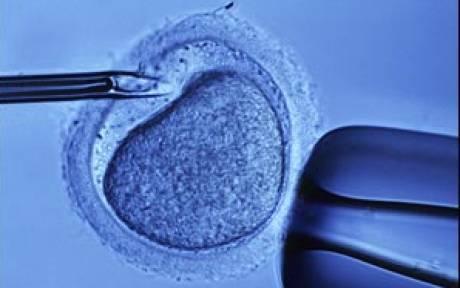 Embryo: Early collection of cells in the early stages of development from conception up to approx. 2 nd month of pregnancy.
