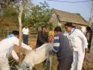 Sri Sathya Sai Seva Organisation conducts various Animal Care programmes in villages across Odisha to keep