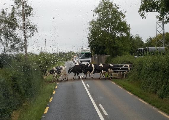 route to Ballygriffin. As one Sister put it, Cows, cows and more cows, walking like novices in a straight line! Ahh, yes!
