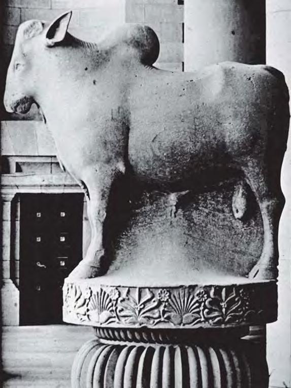 The Rampurwa bull. Look at this finely polished stone sculpture. This was part of a Mauryan pillar found in Rampurwa, Bihar, and has now been placed in Rashtrapati Bhavan.
