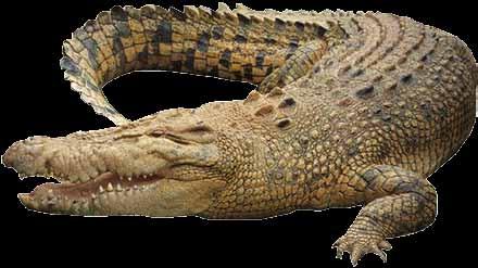 Crocodiles Are Crybabies emocion të rremë, në fakt vjen nga një Terence Trent D arby sang about legjendë e lashtë ku thuhet se krokodili crocodile tears in his hit song qanë derisa e ngashënjen dhe e