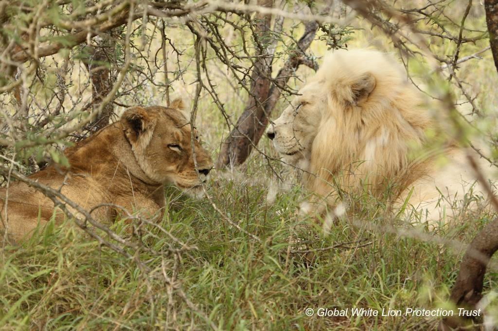 You will learn all about the important work the project is doing and how your involvement, on many different levels, benefits the lions and nature as a whole.