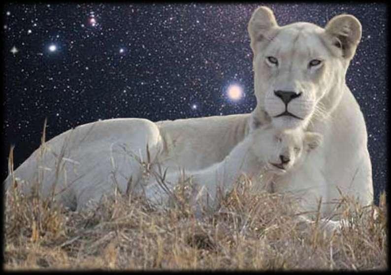 A Sacred Star Lion Journey ANIMAL COMMUNICATION INTENSIVE 12 th 16th October 2013 with