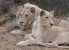 Linda Tucker and lion ecologist, Jason Turner will speak about the project and their work. After Jason has run through the protocol, the group sets out on the first visit to the star lions.
