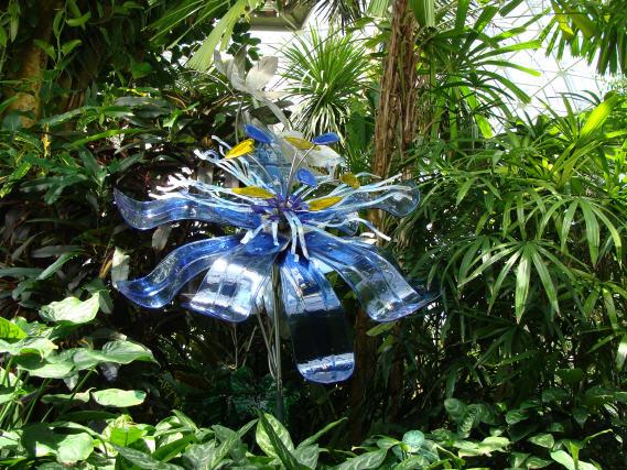 The Blue Glass Passion Flower was a site to behold in the Climatron at the Missouri Botanical garden.