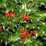 Day 3: Holly Holly is something we see as decoration at Christmas time! It is a green plant and the ends of the plant are very prickly!