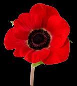 REMEMBRANCE ASSEMBLY (1) (Friday 9 th November 2018) (Children, Staff and Guests enter and sit down Nimrod playing) You are all very welcome, to this, the most special of Remembrance Services.