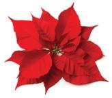 1:00 pm Group 1:00 pm Group 1:00 pm Missions Study Nat l Poinsettia Day