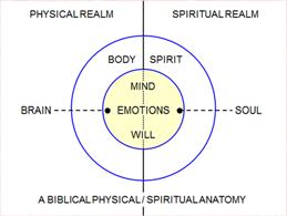Both the Brain on the Physical Realm Side and the Soul on the Spiritual Realm Side have aspects of Mind, Emotions, and Will.