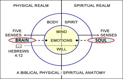 Physical Realm Side of Emotions = Influenced and affected by physical forces hunger, pain, hormones, blood sugar levels, etc.
