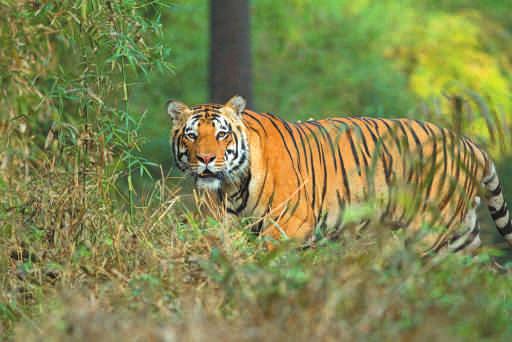 Overnight stay. Day 02 : Kanha-Bhedaghat Early morning enjoy drive in park by jeep to view some of exotic wildlife, flora, fauna and try to your best to spot tiger.